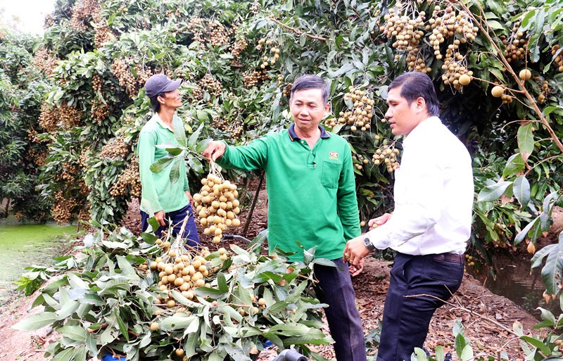 Anh Nguyễn Hữu Thanh (giữa) thu hoạch nhãn Ido trong đợt hạn mặn 2019 - 2020. Ảnh: baodongkhoi.vn