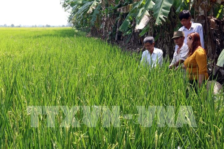 Hiệu quả từ mô hình khuyến nông tiên tiến trên cây lúa ở Kiên Giang