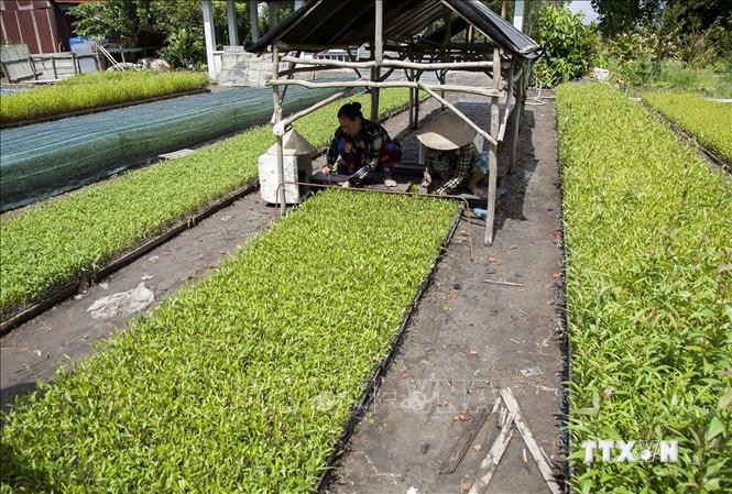 Mô hình ươm cây giống lâm nghiệp tạo việc làm cho hơn 100 lao động địa phương với thu nhập ổn định từ 4 - 5 triệu đồng/người/tháng. Ảnh: Hồng Đạt - TTXVN