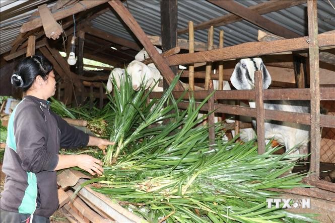 Một gia đình ở thôn 9, xã Đắc Ơ (Bù Gia Mập, Bình Phước) thoát nghèo nhờ vay vốn trồng rau xanh và nuôi dê sinh sản. Ảnh: Sỹ Tuyên - TTXVN