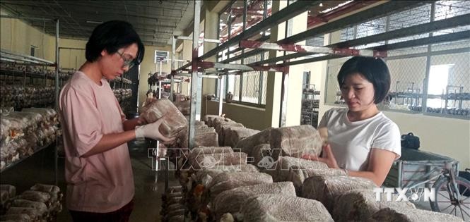 Cán bộ Viện Nông nghiệp Thanh Hóa chăm sóc nấm linh chi. Ảnh: Nguyễn Nam - TTXVN
