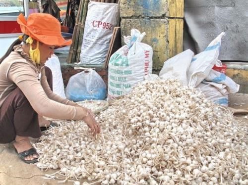 Nông dân huyện đảo Lý Sơn phân loại tỏi khô. Ảnh: Thanh Long - TTXVN