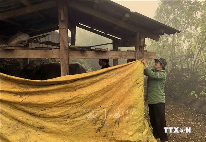 Lai Châu bảo vệ đàn gia súc giảm thiệt hại do rét đậm, rét hại