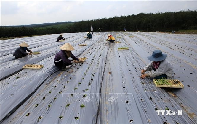 Nông dân ở xã Cam Tuyền, huyện Cam Lộ trồng mới cây cà gai leo bằng phương pháp phủ bạt ni long, tưới nhỏ giọt. Ảnh: Hồ Cầu - TTXVN