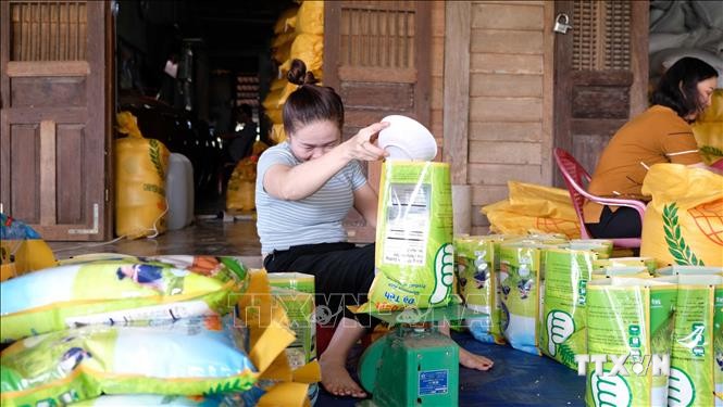 Người dân xã An Nhơn đóng gói sản phẩm gạo nếp quýt Đạ Tẻh chuẩn bị cho thị trường Tết Nguyên đán 2021. Ảnh: Nguyễn Dũng – TTXVN