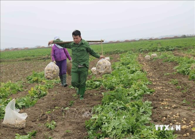 Nông dân huyện Quế Võ, tỉnh Bắc Ninh thu hoạch khoai tây. Ảnh: Thái Hùng - TTXVN