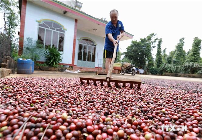 Đắk Lắk đẩy mạnh tái canh cà phê gắn với phát triển bền vững. Ảnh: Vũ Sinh – TTXVN
​