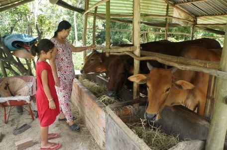 Trao bò cho người dân ở Vĩnh Long nhằm giúp người dân thoát nghèo. Ảnh: baovinhlong.com.vn