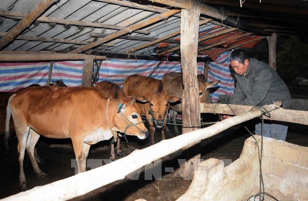 Tại nhiều địa phương, trâu bò mắc bệnh viêm da nổi cục đang có xu hướng tăng. Ảnh : Quang Quyết - TTXVN