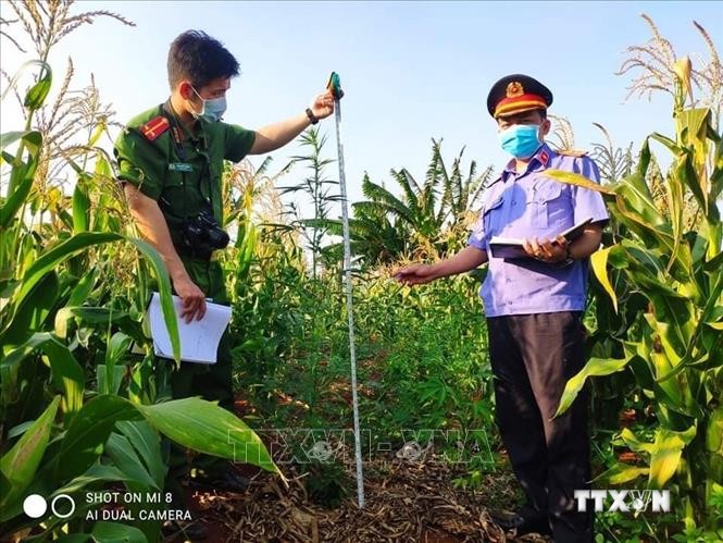 Công an huyện Chư Sê phát hiện, kiểm đếm, nhổ bỏ 230 cây nghi là cây cần sa được trồng trong vườn rẫy nhà ông Hưng, tại khu vực thôn 6, xã Ia Blang, huyện Chư Sê (Gia Lai). Ảnh: TTXVN phát