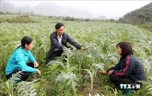 Cán bộ khuyến nông phòng nông nghiệp huyện hướng dẫn nông dân xã Lùng Phinh, Bắc Hà chăm sóc cây dược liệu Atiso. Ảnh: Quốc Khánh - TTXVN
