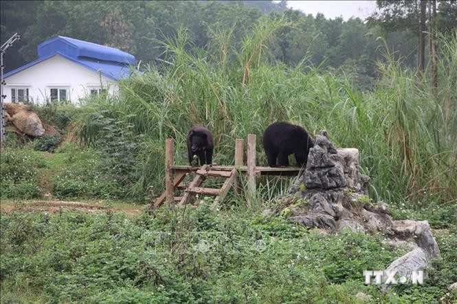 Các cá thể gấu sau khi được cứu hộ được sống ở môi trường bán hoang dã. Ảnh: Đức Phương - TTXVN