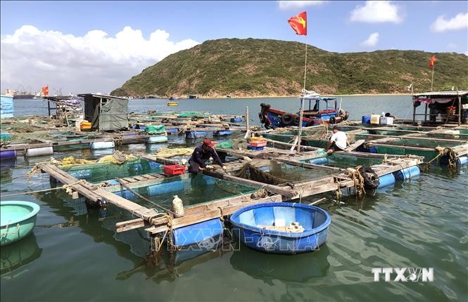 Bình Định có hơn 1.300 lồng nuôi cá nước lở ở trong đầm Thị Nại và các cửa sông. Ảnh: Nguyên Linh - TTXVN