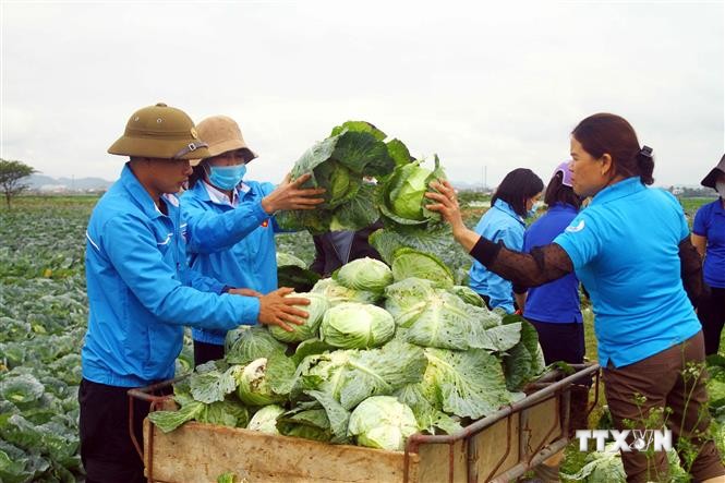 Cán bộ đoàn thanh niên xã Diễn Thọ chung tay thu hoạch và "giải cứu" bắp cải cho người dân xã Diễn Phong, huyện Diễn Châu (Nghệ An). Ảnh: Tá Chuyên-TTXVN
