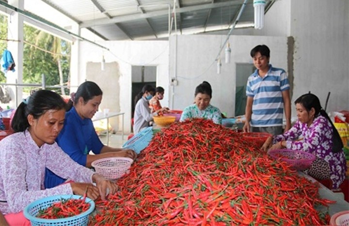 Công nhân sơ chế ớt chỉ thiên tại Hợp tác xã nông nghiệp Thành Công, huyện Trà Cú (Trà Vinh). Ảnh : nhandan.com.vn