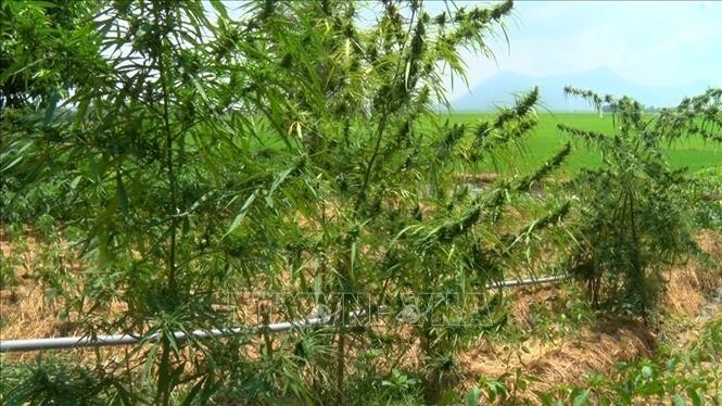 32 cây cần sa trồng trái phép trong nhà ông Nguyễn Văn Út bị công an phát hiện. Ảnh: TTXVN phát