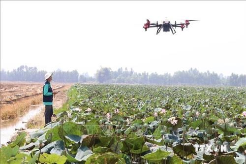 Nông dân xã Thanh Lợi, huyện Tháp Mười (Đồng Tháp) sử dụng máy bay không người lái phun xịt thuốc bảo vệ thực vật. Ảnh: Nguyễn Văn Trí - TTXVN