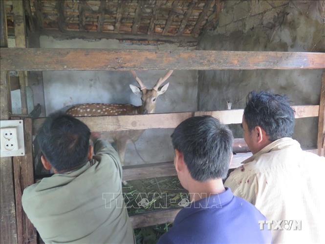 Nông dân huyện Quỳnh Lưu, Nghệ An duy trì nghề nuôi hươu truyền thống. Ảnh: Nguyễn Văn Nhật - TTXVN