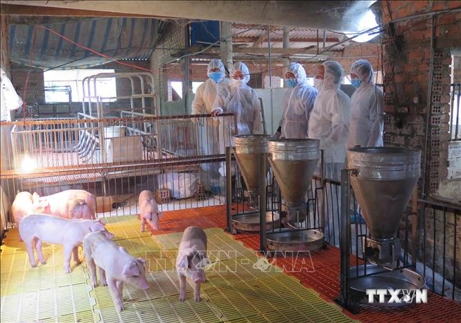 Lực lượng thú y tỉnh Kon Tum kiểm tra đàn lợn tại xã Đăk La, huyện Đăk Hà, tỉnh Kon Tum. Ảnh: Dư Toán – TTXVN
