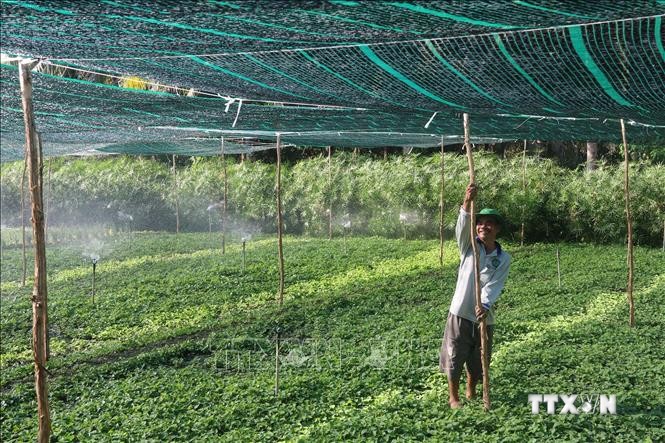 Thiết kế hệ thống tưới phun tiết kiệm nước và mái che bảo vệ rau màu, phòng, chống hạn mặn trong mùa khô 2021 ở huyện Châu Thành (Tiền Giang). Ảnh: Minh Trí-TTXVN