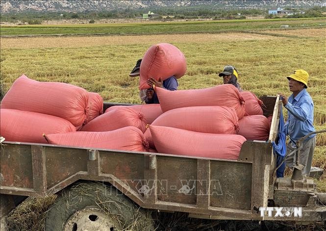 Các thương lái thu mua lúa tại ruộng cho nông dân ở huyện Thuận Nam. Ảnh: Công Thử - TTXVN