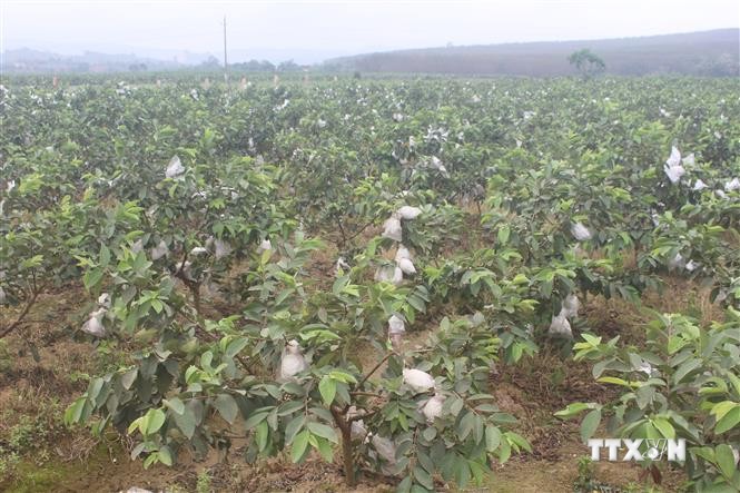 Năm 2021, xã Thành Tâm đang phấn đấu sẽ tích tụ, tập trung khoảng 30 ha đất nông nghiệp để trồng ổi theo hướng tập trung, quy mô lớn. Ảnh: Hoa Mai - TTXVN
