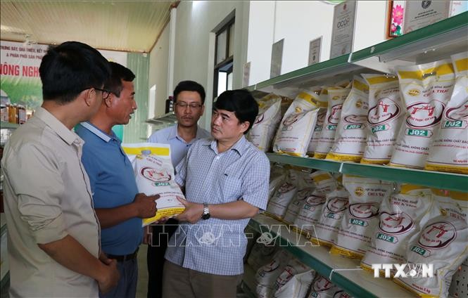 Gạo Phú Thiện ngày càng khẳng định vị thế trên thị thường thông qua kênh sản xuất, chế biến từ Hợp tác xã nông nghiệp Chư A Thai. Ảnh: Hồng Điệp - TTXVN