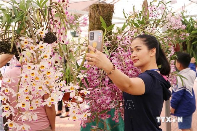 Du khách hào hứng chụp hình với hoa lan tại triển lãm. Ảnh: Nguyễn Oanh - TTXVN