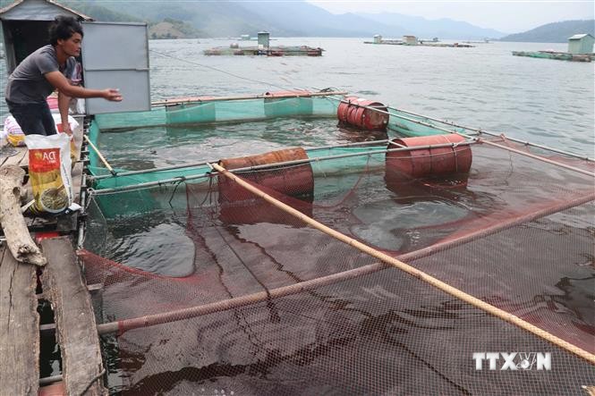 Anh Nguyễn Quốc Luật cho cá chép ăn đậu tằm để vỗ giòn. Ảnh: Phạm Kha – TTXVN
