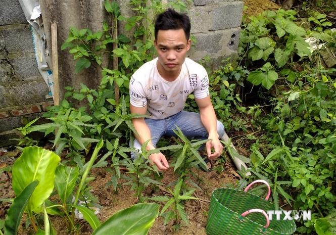 Cây cần sa được phát hiện tại vườn nhà của đối tượng Bùi Văn Đại (xã Phúc Thắng, huyện Nghĩa Hưng, tỉnh Nam Định). Ảnh: TTXVN phát
