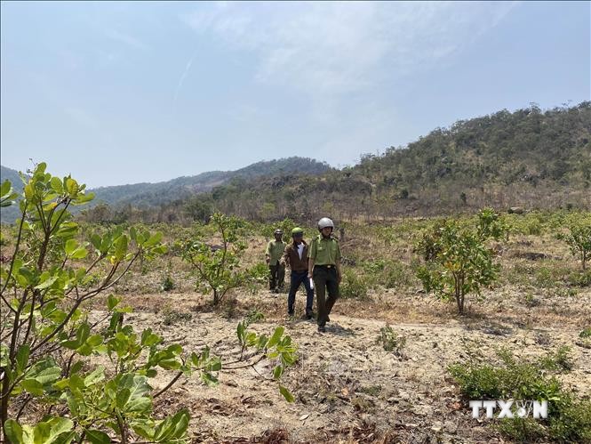 Cán bộ kiểm lâm phối hợp với tổ cộng đồng làng Ia Ke, xã Ia Phang (Chư Pưh) tuần tra bảo vệ rừng trên địa bàn. Ảnh: Hoài Nam – TTXVN