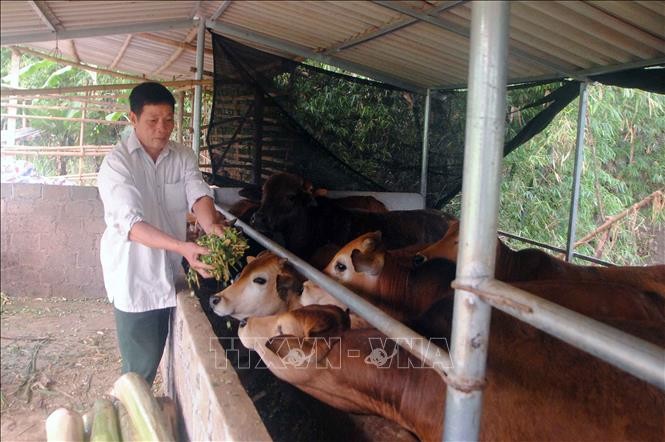 Cựu chiến binh Hoàng Ngọc Tư chăm sóc đàn bò. Ảnh: Quang Quyết-TTXVN
