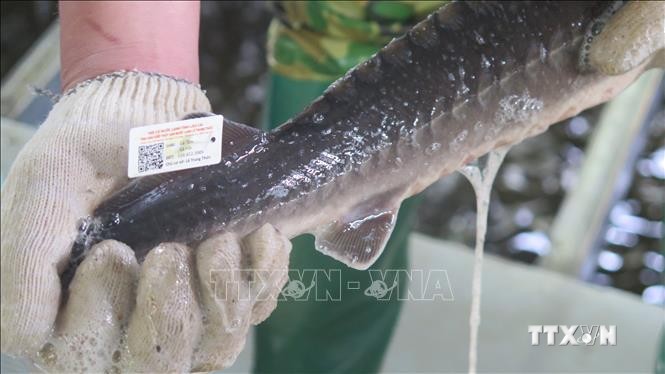 Trại cá hồi Thức Mai tại xã Ngũ Chỉ Sơn, thị xã Sa Pa là cơ sở đầu tiên của Lào Cai tiến hành gắn tem truy xuất nguồn gốc cho trên 5.000 con cá tầm. Ảnh: TTXVN