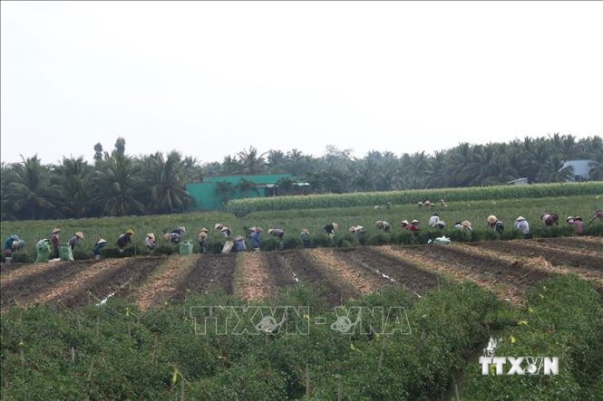 Nông dân làm việc trên cánh đồng trồng ớt ở huyện Chợ Gạo. Ảnh: Minh Trí - TTXVN