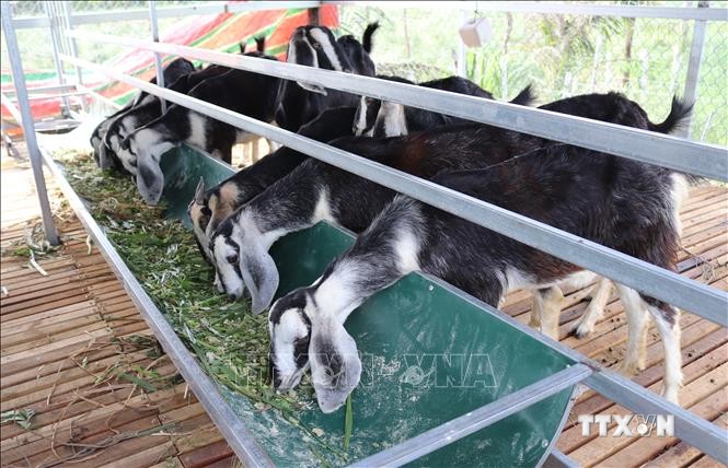 Mô hình nuôi dê bổ sung thêm thức ăn cỏ xay giúp dê mau lớn ở xã Phước Hải (huyện Ninh Phước, Ninh Thuận). Ảnh: Nguyễn Thành – TTXVN
