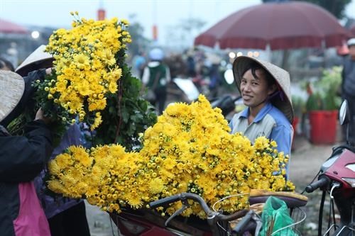 Hàng năm, Mê Linh cung cấp gần 300 triệu cành hoa, gồm các loại hoa: hồng, cúc, loa kèn, lyly... cho người tiêu dùng. Ảnh : TTXVN