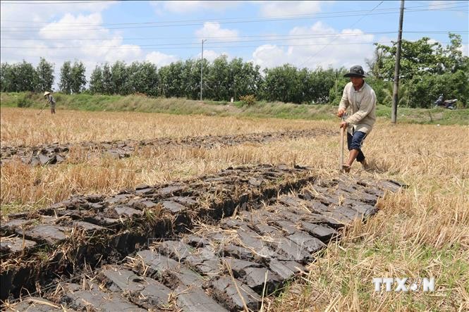 Nông dân huyện Cầu Kè (Trà Vinh) cải tạo đất trồng lúa để chuyển sang trồng màu. Ảnh: Thanh Hòa- TTXVN