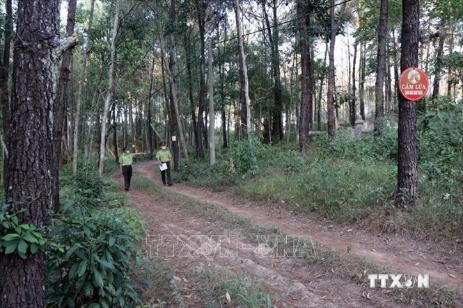 Biển báo cấm lửa được đặt ngoài bìa rừng thông ở thành phố Huế giúp nâng cao ý thức người dân khi đi rừng trong mùa cao điểm nắng nóng. Ảnh: Đỗ Trưởng - TTXVN