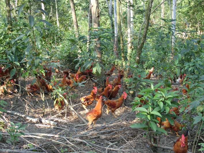 Chăn nuôi gà dưới tán rừng trồng. Ảnh: innovgreen.vn