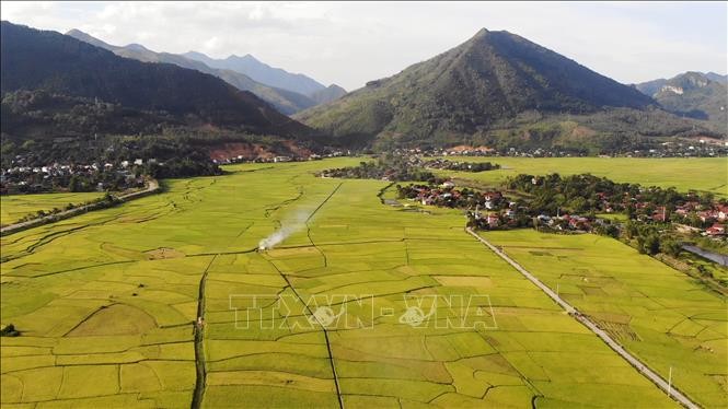 Cánh đồng lúa Mường Tấc, huyện Phù Yên hiện có trên 150 ha lúa được trồng theo hướng hữu cơ. Ảnh: Hữu Quyết – TTXVN