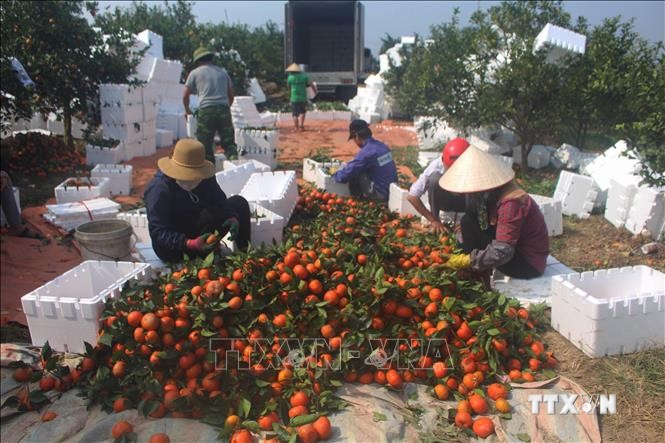 Sản phẩm cam Xuân Hòa gồm cam đường canh và cam lòng vàng đã được xếp hạng 3 sao trong danh mục sản phẩm OCOP của tỉnh Thanh Hóa. Ảnh: Hoa Mai - TTXVN