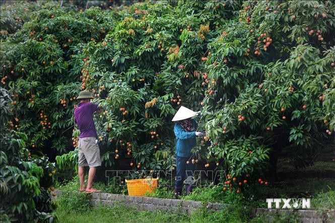 Chăm sóc vải chín sớm xuất Nhật tại 1 hộ gia đình ở xã Phúc Hoà, huyện Tân Yên (Bắc Giang). Ảnh: Danh Lam-TTXVN