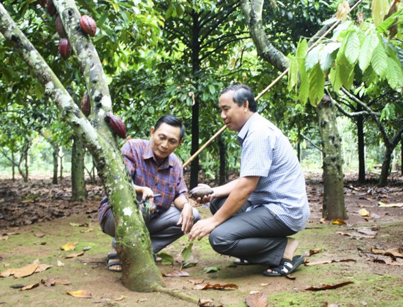 Kiểm tra chất lượng trái ca cao tươi tại vườn. Ảnh: baobariavungtau.com.vn