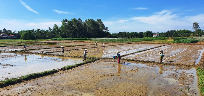 Nhiều diện tích lúa được chuyển qua cây trồng khác hoặc chấp nhận bỏ hoang do thiếu nước . Ảnh :nongnghiep.vn
