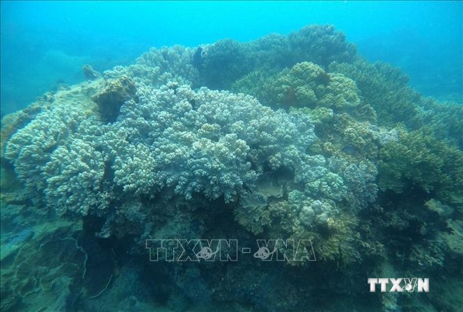 Ven biển Quy Nhơn có nhiều vùng rạn san hô đa dạng, phong phú cần được bảo vệ. Ảnh: Tường Quân - TTXVN
