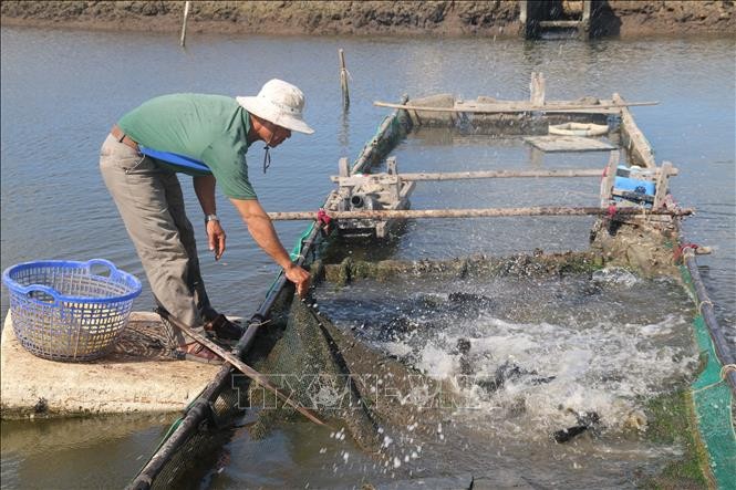  Anh Trần Quang Phú tại xã An Ngãi (Long Điền, Bà Rịa-Vũng Tàu) kiểm tra cá mú nuôi trong ao. Ảnh: Hoàng Nhị - TTXVN