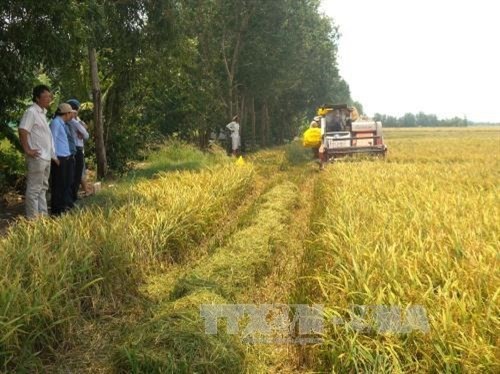 Nông dân huyện Giá Rai thu hoạch lúa Hè Thu. Ảnh: Huỳnh Sử - TTXVN