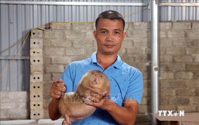 Anh Đỗ Văn Dũng giới thiệu sản phẩm dúi nuôi của trang trại. Ảnh: Quang Cường - TTXVN
