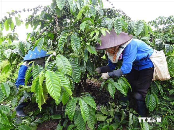 Các xã viên Hợp tác xã Nông nghiệp Công Bằng Pô Kô (Đăk Hà, Kon Tum) chăm sóc vườn cà phê. Ảnh: Dư Toán – TTXVN
