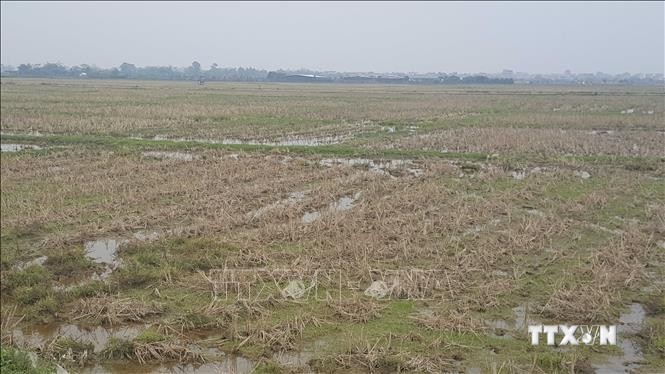 Đồng ruộng khu vực ngoại thành thành phố Vĩnh Yên (ven Quốc lộ 2) phần lớn đang bị bỏ hoang. Ảnh: Nguyễn Trọng Lịch- TTXVN